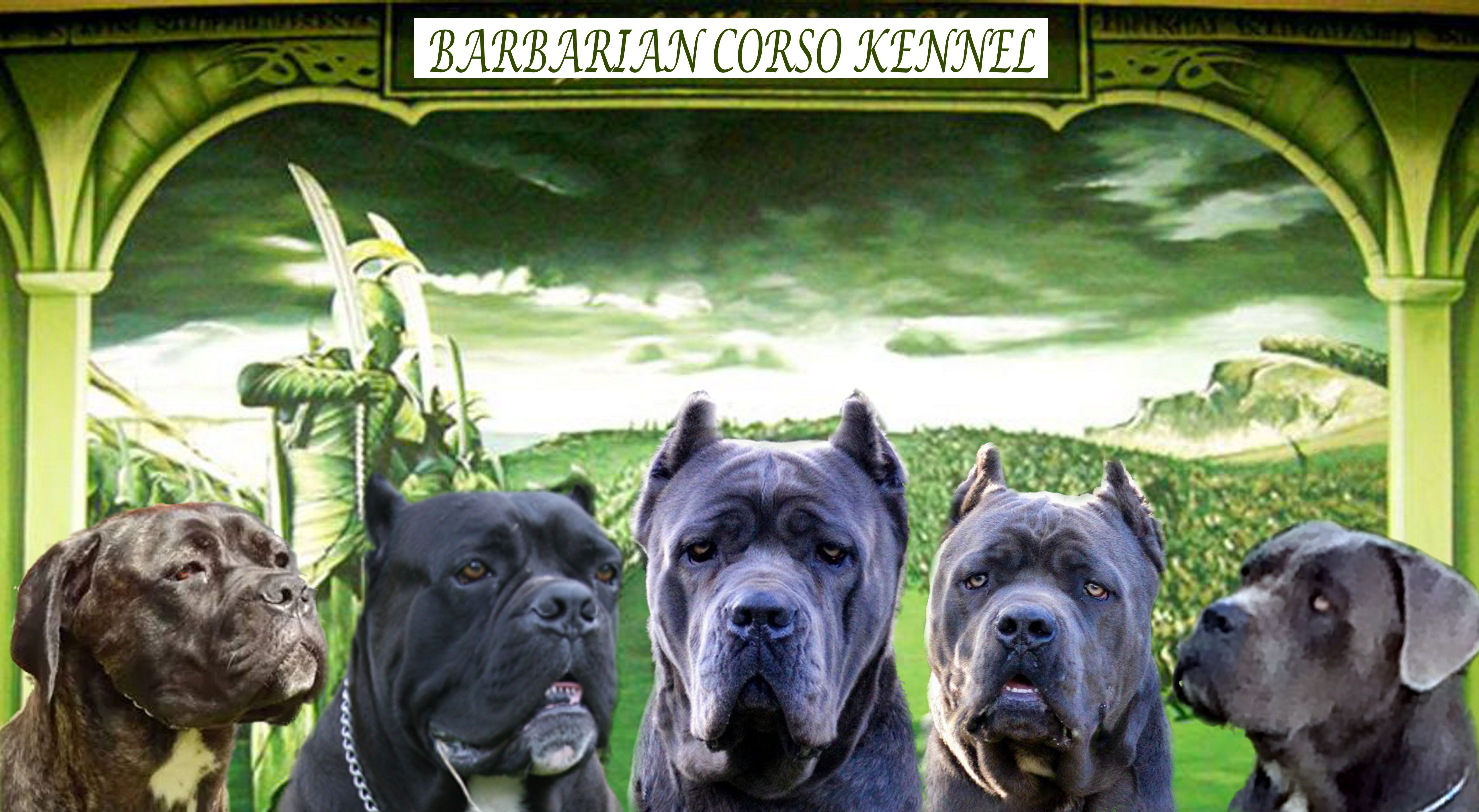 Roman hot sale cane corso